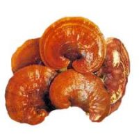 Nấm Linh Chi đỏ Hàn Quốc