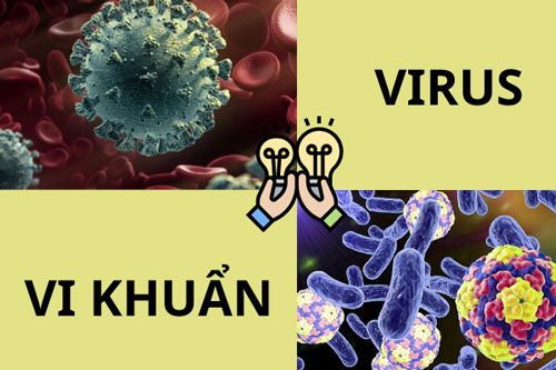 Sự khác nhau giữa vi khuẩn và virus là gì?