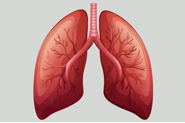 Giải mã bí ẩn cơ thể người: Lá phổi là cái xô chứa đầy máu