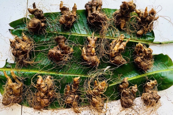 Tác dụng của sâm Ngọc Linh đối với phụ nữ thông qua phân tích dưỡng chất