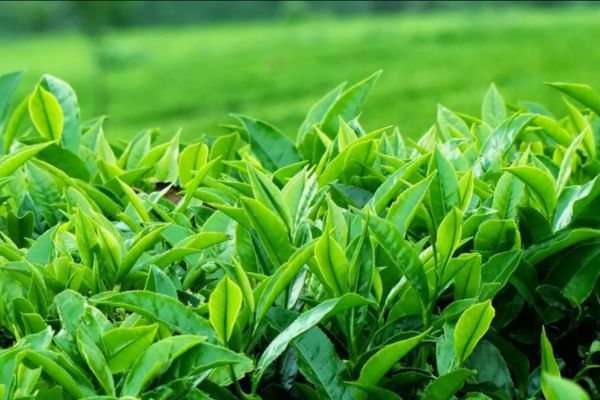 Trà xanh có thực sự tốt cho sức khỏe? 4 lý do không nên dùng Trà xanh