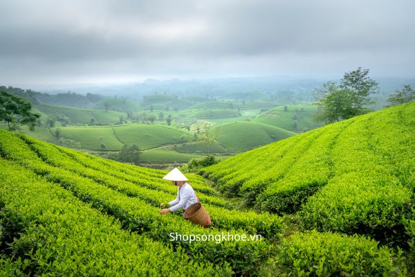 Uống trà tác động lên cơ thể như thế nào? Nên hiểu để uống trà đúng cách