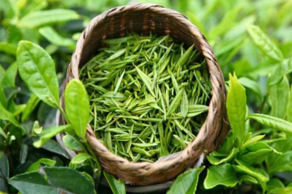 Và vì sao “trà sạch” không phải là một khái niệm đơn giản như nhiều người nghĩ