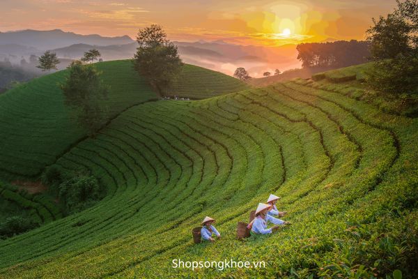 Vì sao trà Thái Nguyên lại có vị “rất riêng”? Không phải ai cũng hiểu đúng