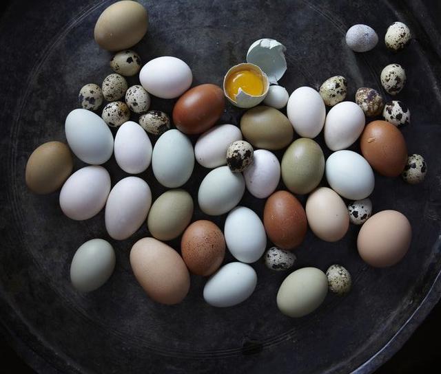 Trứng gà, trứng vịt, trứng cút trứng nào tốt hơn cho trí não bé