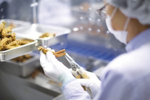 Một công nhân đang tỉa tót củ sâm trước khi đưa qua phân loại