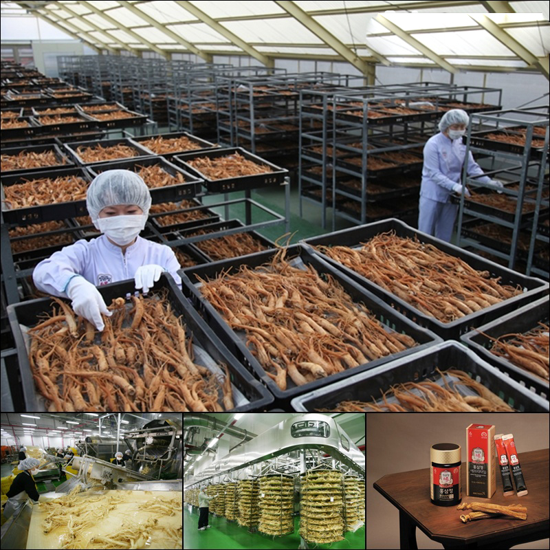 Quy trình sản xuất nghiêm ngặt đến thành phẩm tại tập đoàn KGC Hàn Quốc
