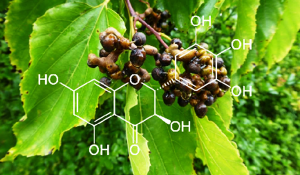 Tìm Hiểu Về Cây Hovenia Dulcis – Dược Liệu Vàng Giải Độc Gan
