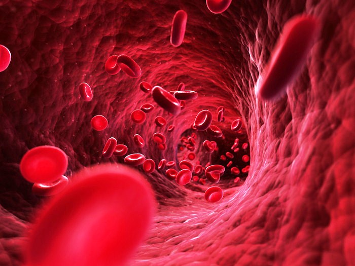 Mạch máu không sạch dễ hình thành cục máu đông